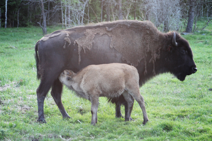 mera-bison-184.jpg